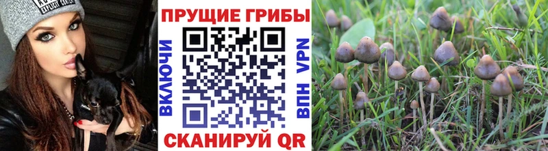 сайты даркнета Telegram  Яранск  Галлюциногенные грибы мухоморы 